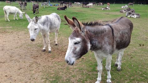 Island Farm Donkey Sanctuary - Oxford Bus Company and Thames Travel