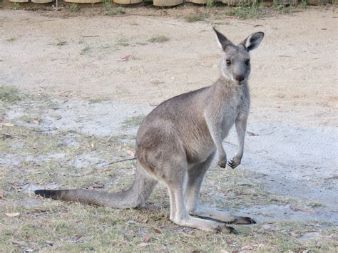 Macropus giganteus | Macropus giganteus (Shaw, 1790), Easter… | Flickr