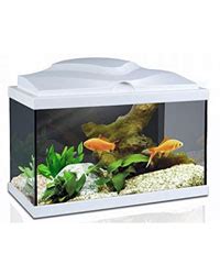 Ciano Aqua 20 Aquarium With L.E.D Light White - Larger Aquariums - Aquariums and Tanks - Blue ...