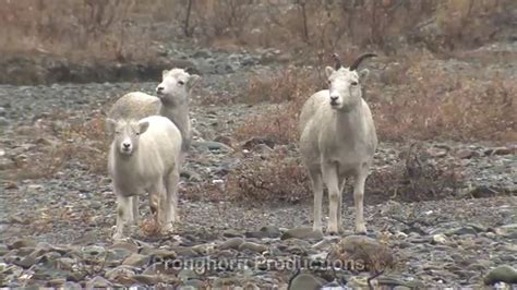 Denali National Park Wildlife - YouTube