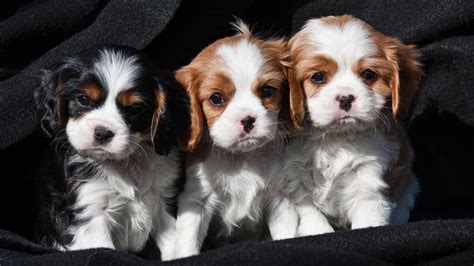 Our Cavalier Puppies for Sale Are So Cute, Come Check them Out Today! - Furry Babies