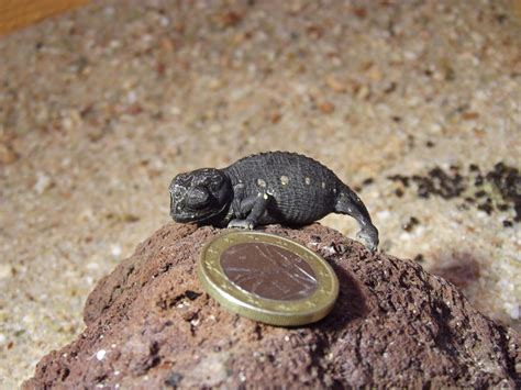 CHUCKWALLA / ARTEN - World-Desert-Reptiles-Breeding-Station