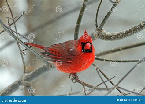 A Male Cardinal in Winter stock photo. Image of grain - 48646062