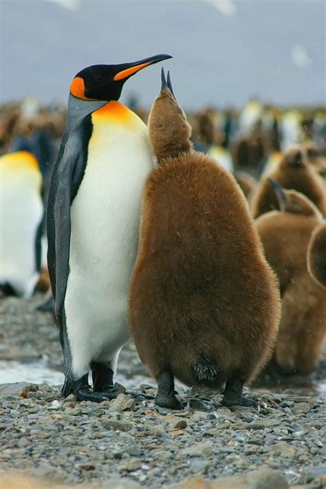 King Penguin Feeding Chick Photograph by Amanda Stadther