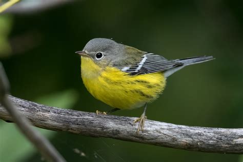 Fall Warbler Migration 2020 – Jeremy Meyer Photography