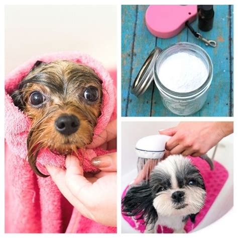 12 DIY Dog Grooming Products- A Cultivated Nest