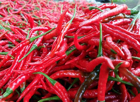 5+ Cara Menanam Cabe Merah Keriting Untuk Pemula Serta Manfaatnya