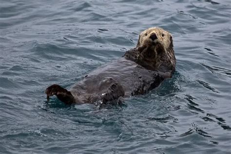 8 Difference Between Otter and Seal (With Table) - Animal Differences