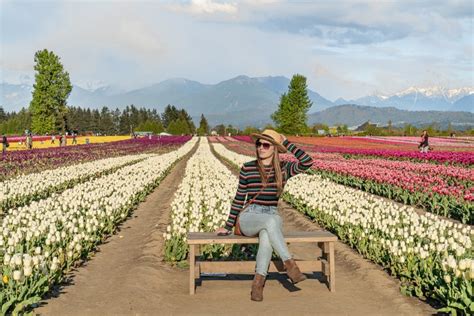 Wander the tulip fields in Chilliwack: Tulips of the Valley | Non Stop ...