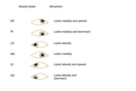 Extraocular Muscles Anatomy