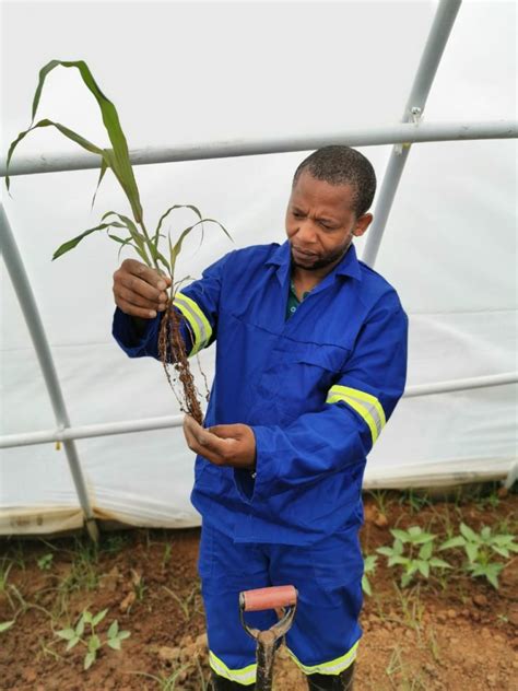 Climate threats spark exciting research into drought tolerant crops