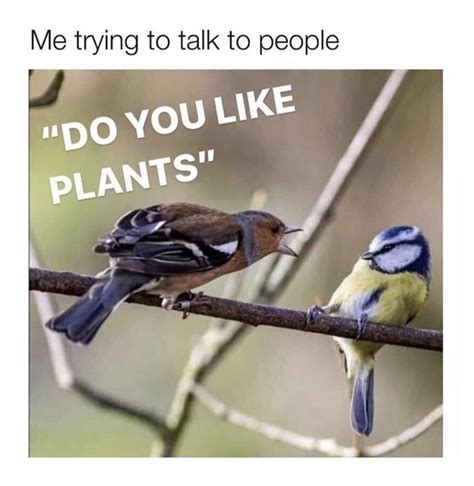 birds | Wholesome Memes | Know Your Meme