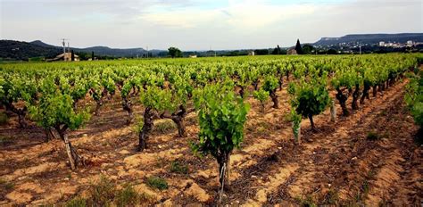 Provence Vineyards | Favorite places, Vineyard, Outdoor