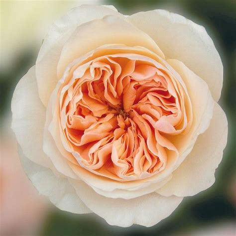 NEW Garden Roses | Juliet garden rose, David austin roses, Juliet rose