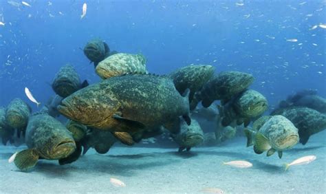 5 Goliath Grouper Myths | Grouper Luna