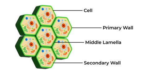 Cell Wall - Definition, Structure, Functions and FAQs