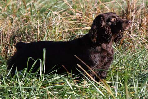 32 Hunting Dog Names Perfect for Your Partner in the Field