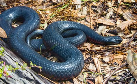 Discover the Different Types of Black Snakes - Animal Corner