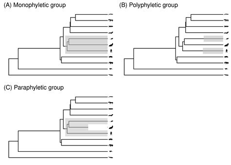 Chapter 2 Phylogenies | Phylogenetic Biology