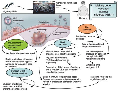 Figure - Confronting Potential Influenza A (H5N1) Pandemic with Better ...