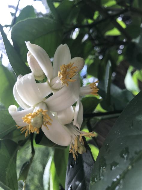 UPDATE: My Ponderosa Lemon Tree has bloomed! : r/gardening