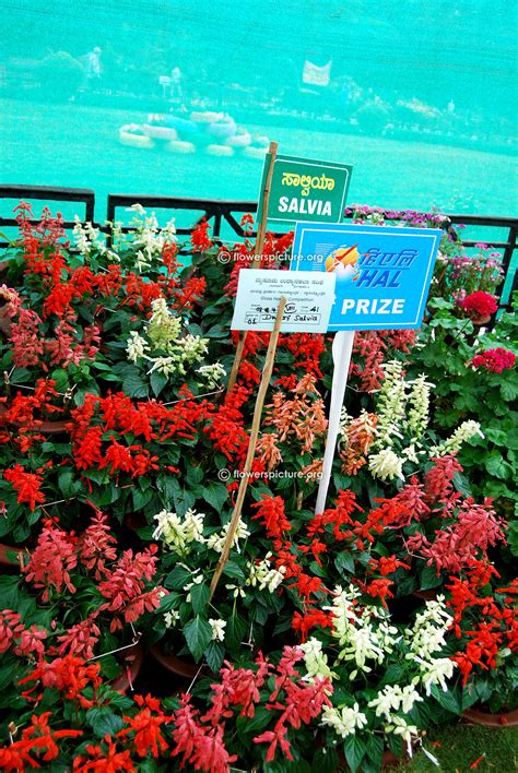 Salvia splendens varieties