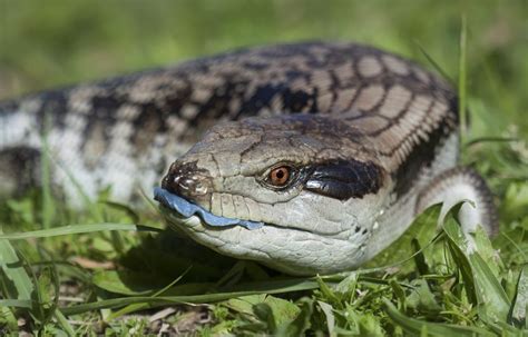 Caring for Your Blue-Tongued Pet Skink