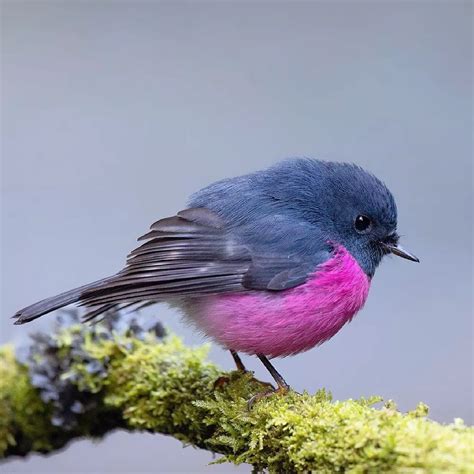 Australian Pink Robins Are Cute And Vibrant And Oh So Very Round ...