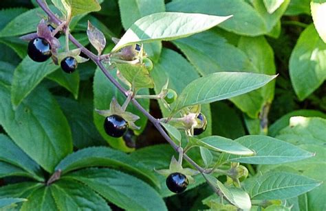 Belladonna or Deadly Nightshade Dangers and Atropine Facts - Owlcation