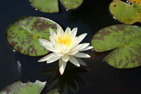 Dainty White Flower Free Photo Download | FreeImages