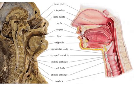 Why the human voice is so versatile