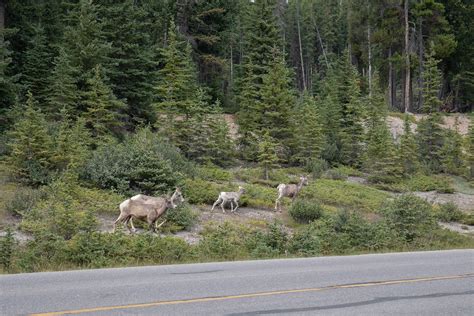 Wildlife in Alberta :: Behance