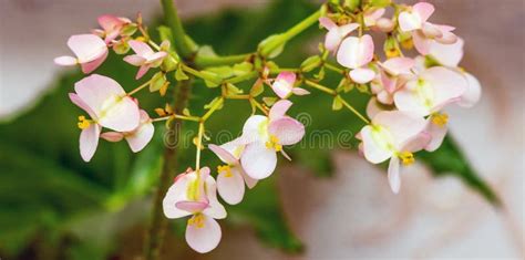 Pink Flowers of Begonias on the Background of Green Leaves. Growing Indoor Plants_ Stock Photo ...