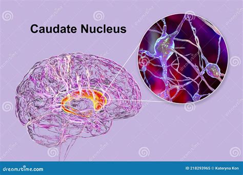 Caudate Nuclei Highlighted In Human Brain And Closeup View Of Its Neurons Royalty-Free ...