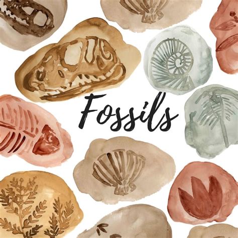 Watercolor Fossil Clipart dinosaur Graphics Animal | Etsy