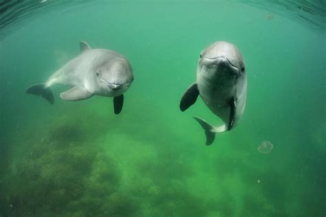 Porpoises plan their dives and can set their heart rate to match | Porpoise, Animals, Marine mammals