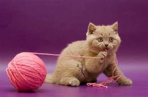 20 Toys You Never Let Your Cat Play With