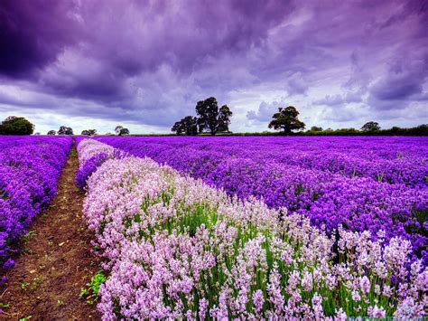 Lavender Fields France Wallpapers - Wallpaper Cave