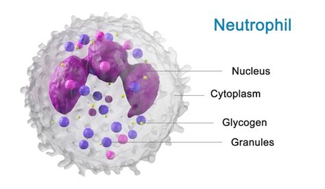 Premium Photo | Structure leukocyte, white blood cells. Protection ...