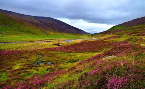 Highlands heather en route from Perth to Aberdeen. Scotland | Scottish highlands, Scotland ...