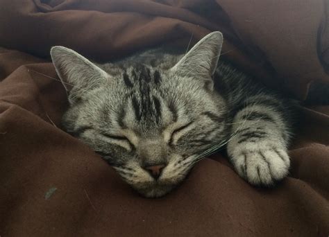 Sleeping American Shorthair silver tabby cat - Silver Shorthairs