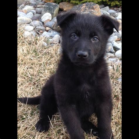 Newborn Black German Shepherd Puppies - Pets Lovers