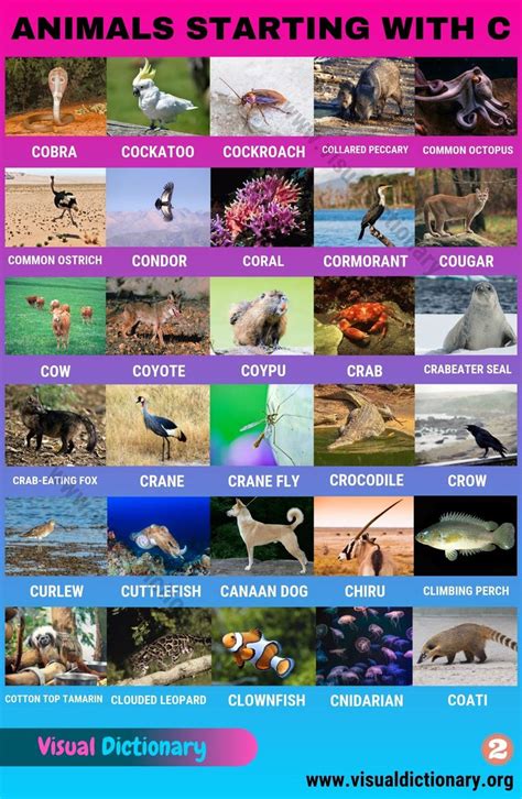 Animals Name And Pictures In English