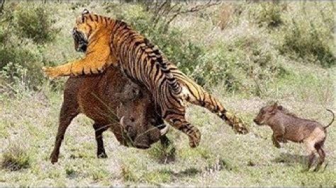 Cazar Al Jabalí Grande No Es Fácil Con El Tigre Jabalí Vs Tigre, Perros Salvajes Y ÑuHD 2019 ...