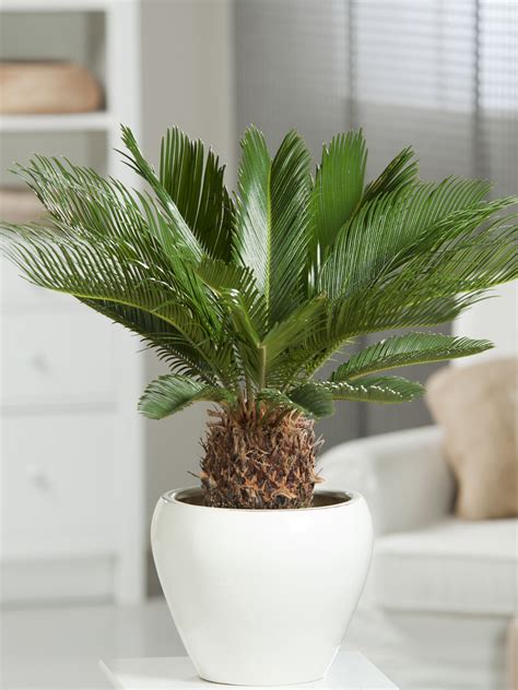 Enjoy a Touch of the Tropics with the Sago Palm