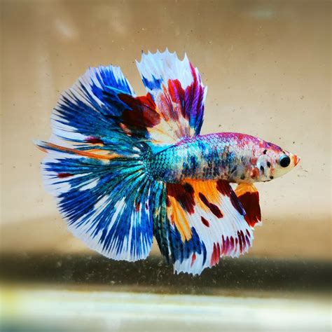 Beautiful Betta - Fancy HalfMoon Male | Betta fish, Betta aquarium, Pet ...