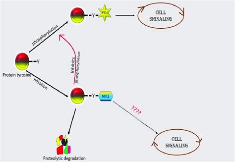 Schematic diagram of the role of nutrition and phosphorylation on tyrosine | Download Scientific ...