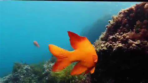 Scuba Diving - Catalina Island - YouTube