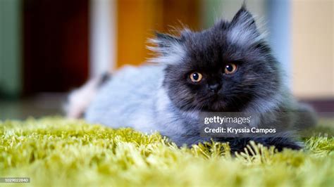 Young Persian Cat Black Smoke Color High-Res Stock Photo - Getty Images