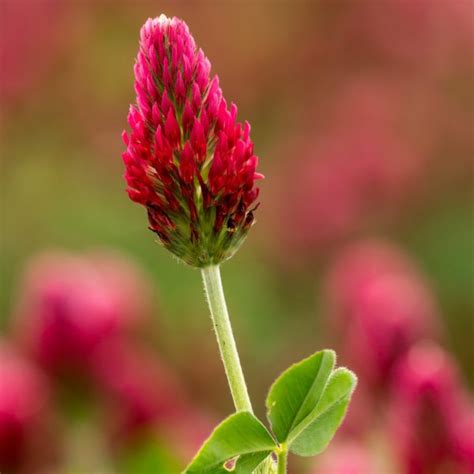 Red Clover: Fertility Herb and Tonic